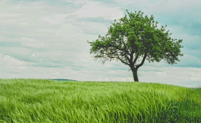 Single Tree standing strong in an open, grassy, field.